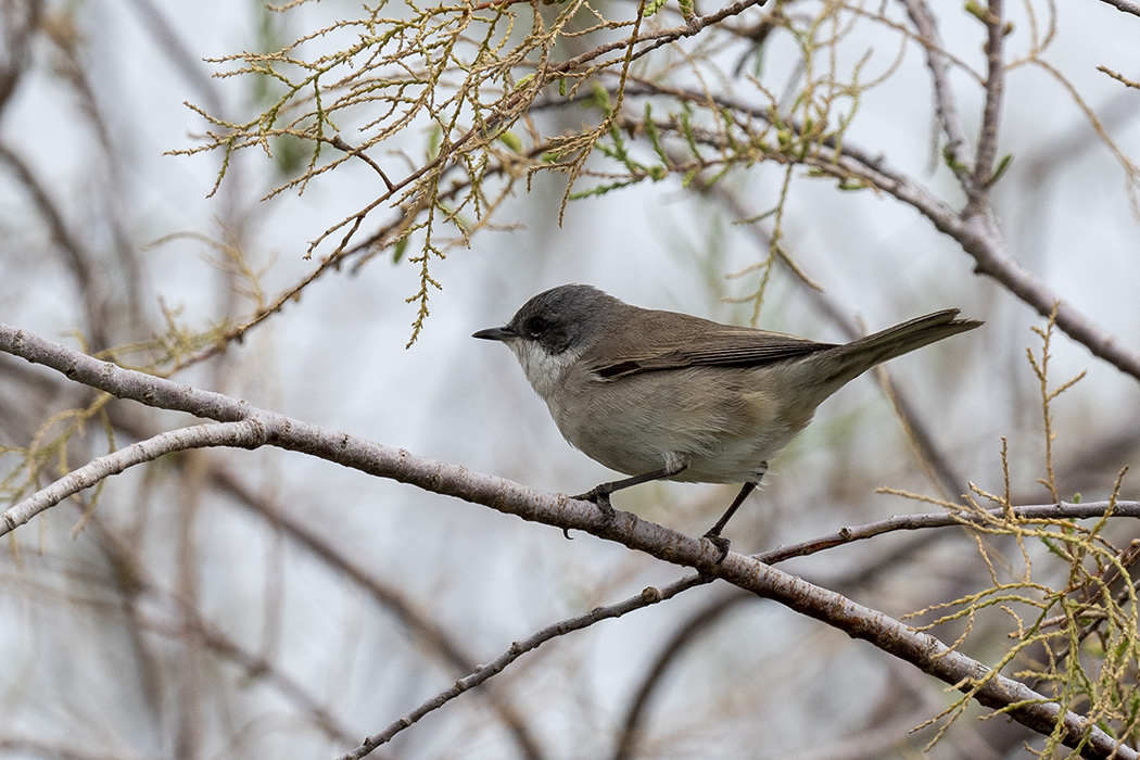 Lesser Whitethroat